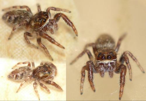 Macaroeris nidicolens